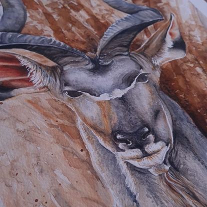 Koedoe Watercolour