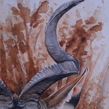 Koedoe Watercolour