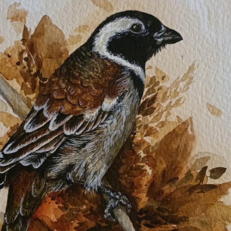 Cape Sparrow Watercolour