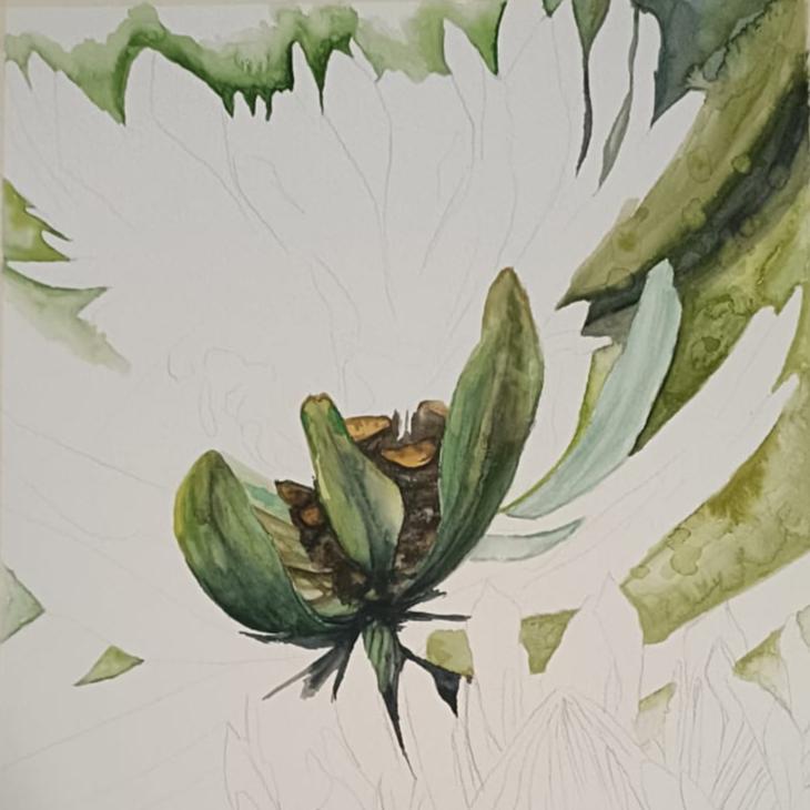 Protea Watercolour