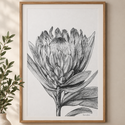 Protea in Pencil