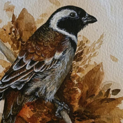 Cape Sparrow Watercolour