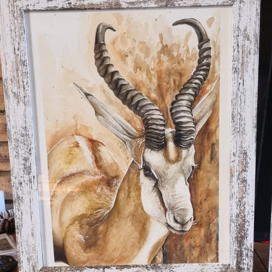 Springbok Watercolour