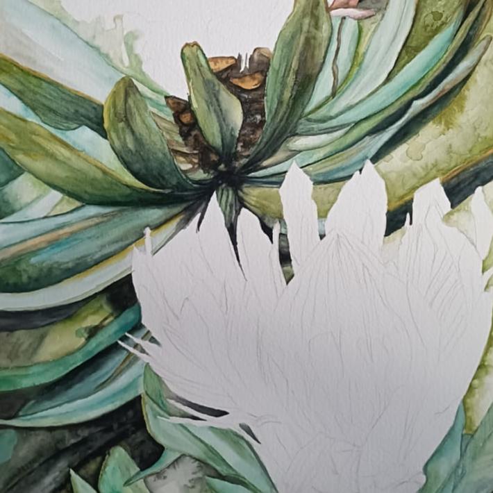 Protea Watercolour