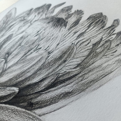 Protea in Pencil