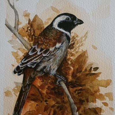 Cape Sparrow Watercolour
