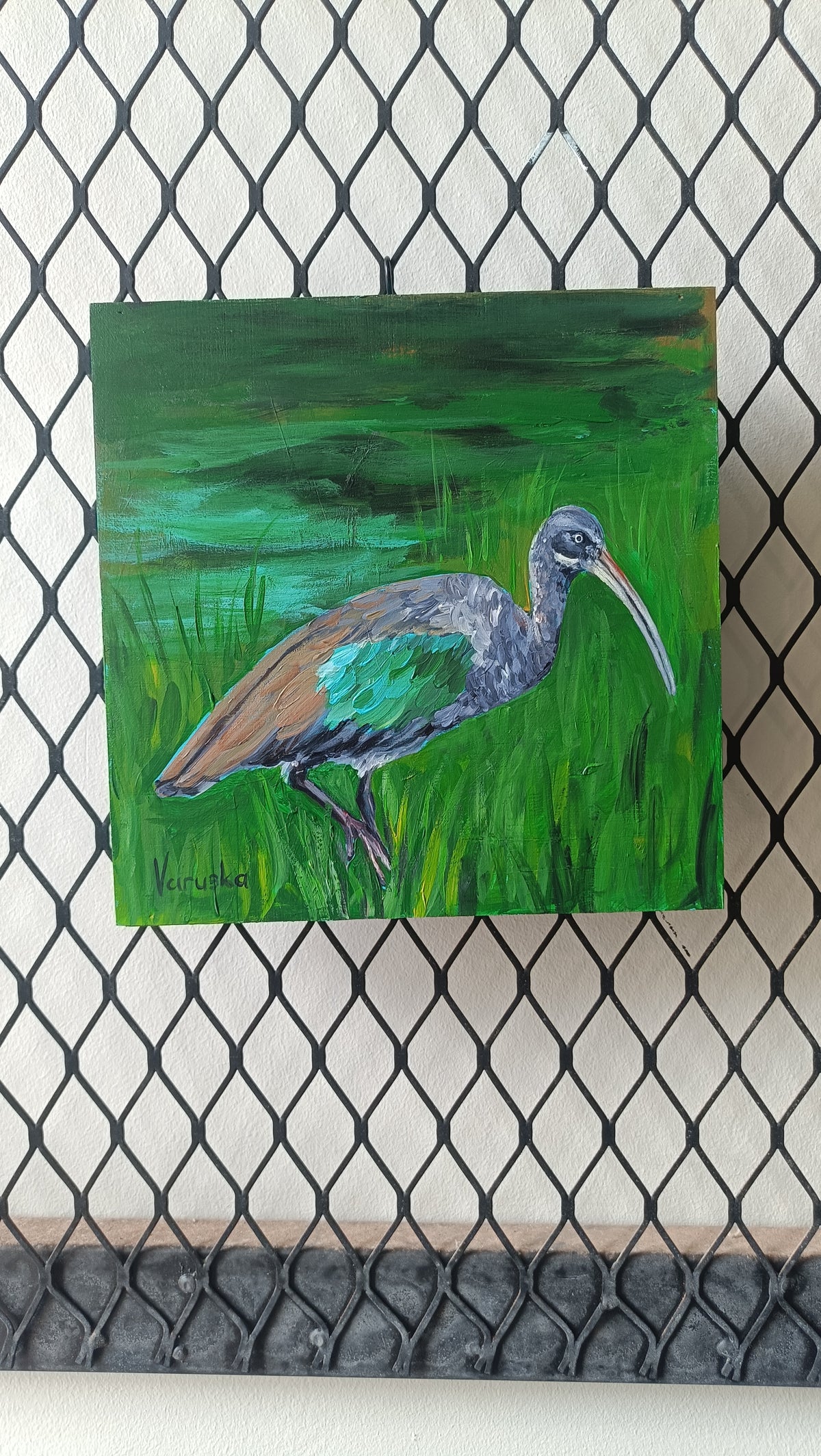 Hadeda Ibis