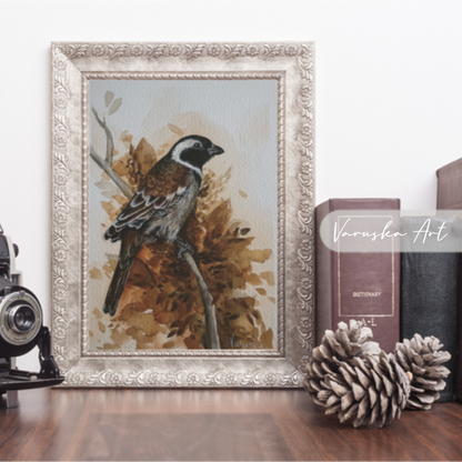 Single Cape Sparrow Fine Art Print